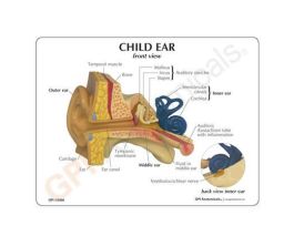 MODEL CHILD EAR