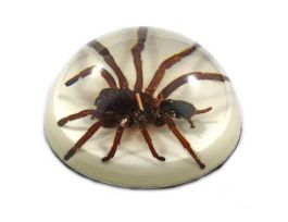 EMBEDMENT PAPER WEIGHT TARANTULA