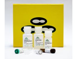 KIT EZ DNA METHYLATION 2 X 96 MODIF MSP