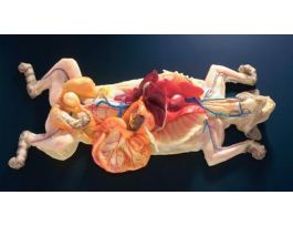 MODEL PREGNANT CAT DISSECTION