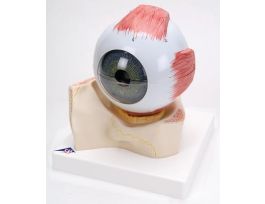 MODEL GIANT EYE
