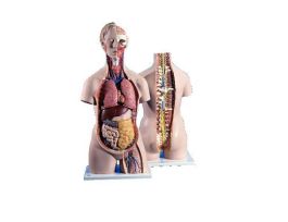 MODEL28PT D-SEXTORSOW/OPN NECK&BACK