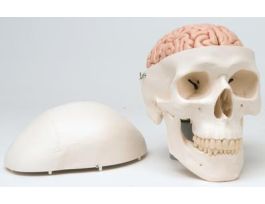 MODEL SKULL W/BRAIN