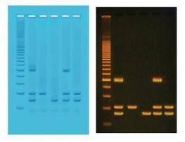 PCR IDENTIFICATION FOOD GMO