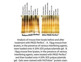 KIT ELP CLEAN UP PAGE PERFECT 50PREPS