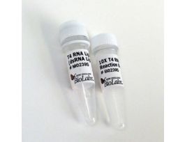 T4 RNA LIGASE 2, 150 UNITS