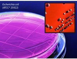 MEDIUM EMB LEVINE AGR CONT PLT 12ML PK10