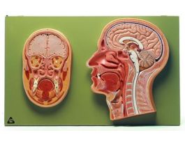 MODEL MEDIAN AND FRONTAL SECTION HEAD-SP