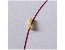 WARDS TERMITE TRAILS:FOLLOW THE INK LAB