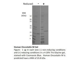 100-56AF-500UG HUMAN ONCOSTATIN M (AF)