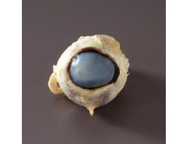HORSE EYE PRESERVED JAR/1