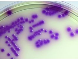 MEDIUM SALMONELLA CHRMG PLTD 18ML PK10