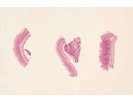 INTESTINE (MAMMALIAN) 3 TYPES OF SM