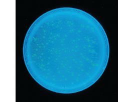 Transformation/E coli,Green & Blue Fluor