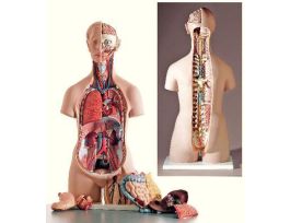 MODEL 18PT UNISEX TORSO W/OPN NECK&BACK