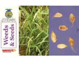 CARDS WEEDS & SEEDS SET 55 FLASHCARDS