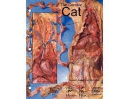 CHART BIOCAM CONCISE CAT 8 1/2 X 11