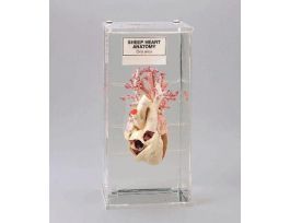 HEART ANATOMY MUSEUM MOUNT