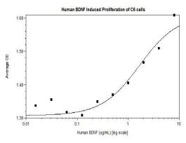 HUMAN BDNF (AF) 1MG