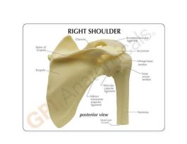 MODEL SHOULDER JOINT