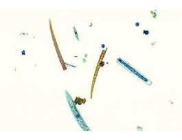 INTRODUCTION TO BOTANY SET/25 WARDS