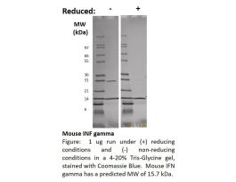 200-16-500UG MOUSE IFN-GAMMA