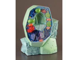 MODEL PLANT CELL