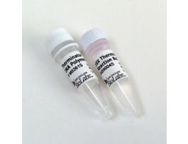 THERMINATOR DNA POLYMERASE
