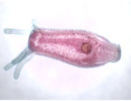 HYDRA W/FOOD (WM)INGESTED FOOD PARTICLES