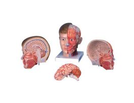 MODEL HEAD AND NECK - EUROPEAN