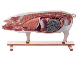MODEL PIG