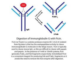 FICIN IMMOB 5ML RESIN F/PROD FAB FRGMT