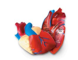 MODEL CROSS SECTION HUMAN HEART