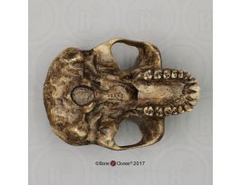 MODEL AUSTRALOPITHECUS AFAR ECON CRANIUM