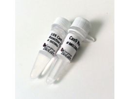 CAS9 NUCLEASE, S. PYOGENES M0386S