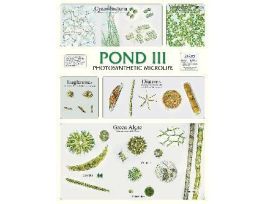 CHART WALL POND III 46 CM X 61 CM