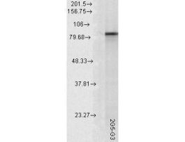 HSP90 ALPHA ANTIBODY 200UG
