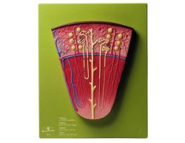 MODEL NEPHRON