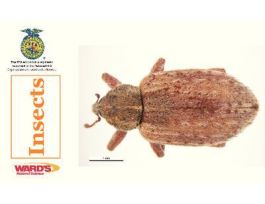 CARDS WARDS INSECTS FLASHCARDS SET 38