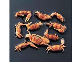 FIDDLER CRAB (UCA) PRESERVED JAR/10