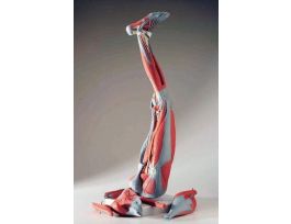 MODEL DISSECTIBLE MUSCLED LEG 9 PRTS