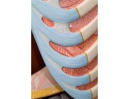 MODEL CLASSIC 16 PRT UNISEXTORSO