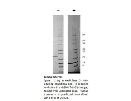 100-23-500UG HUMAN ARTEMIN