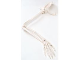 MODEL ARTICARM & HAND W/ SCAPULA