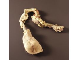 BOAR REPRODUCTIVE ORGANS PAIL/1