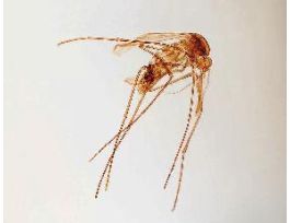 CULEX PIPIENS-ADULT(WM)(HOUSE MOSQUITO)