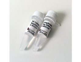 LONGAMP HOT START TAQ DNA POLY