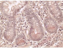 PANETH CELLS (SECT) PT SLIDE (MAMMAL)