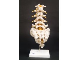 MODEL LUMBAR SPINAL COLUMN