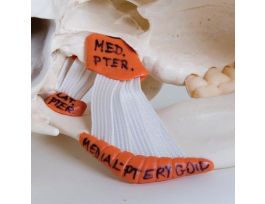 MODEL FUNCTIONAL MUSCULAR T.SKULL